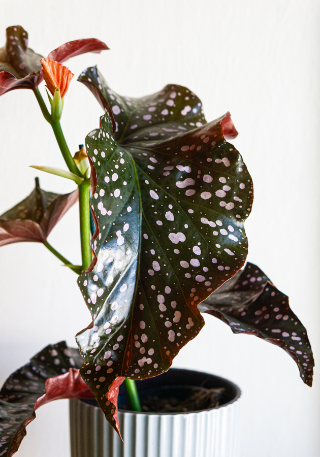 Begonia "Cracklin Rosie" 