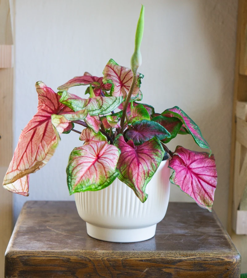 Caladium Party Punch
