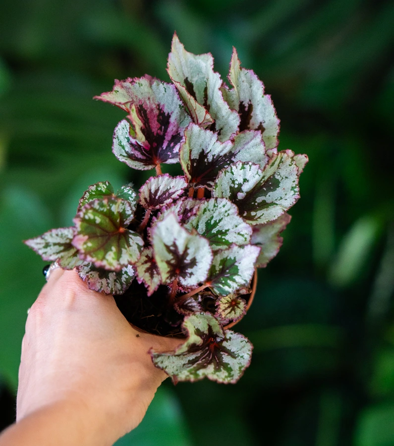 Begonia Rex Evening Glow