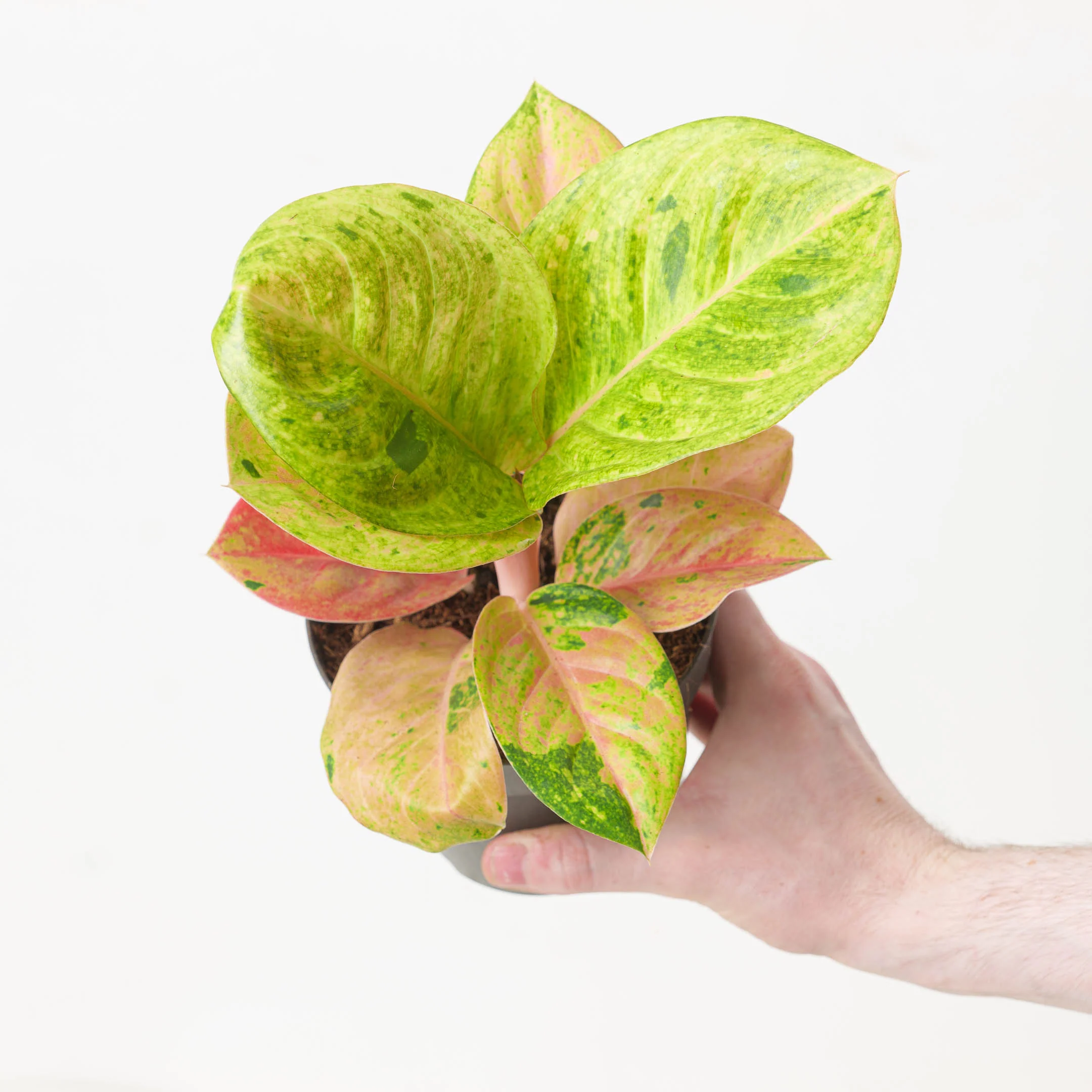 Aglaonema Apple Fantasy