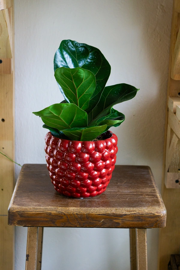 Ficus Lyrata Bambino