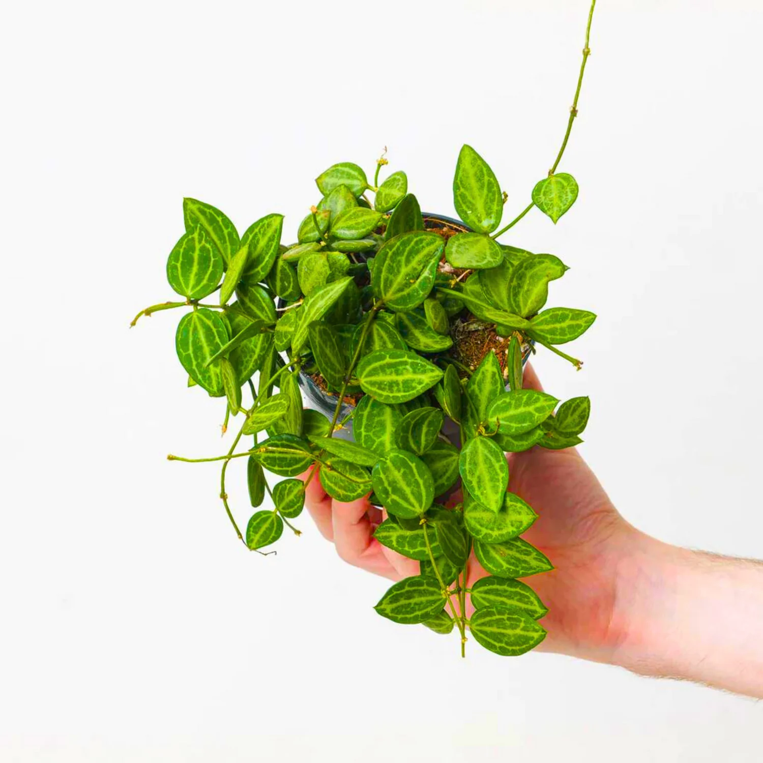 Dischidia ovata watermelon