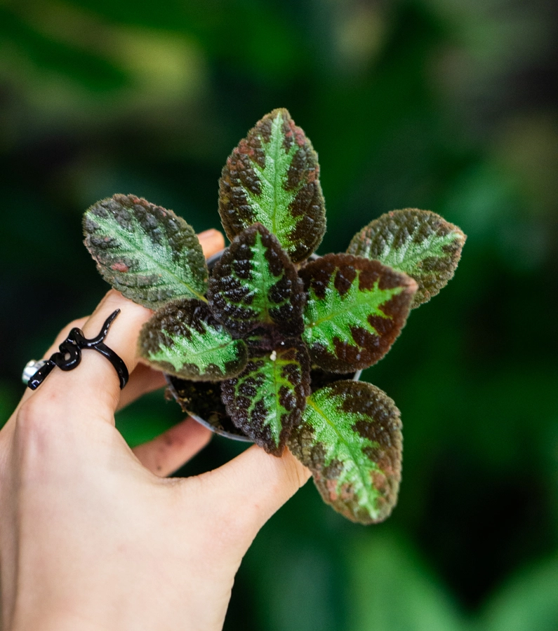 Episcia "Silver Shield"