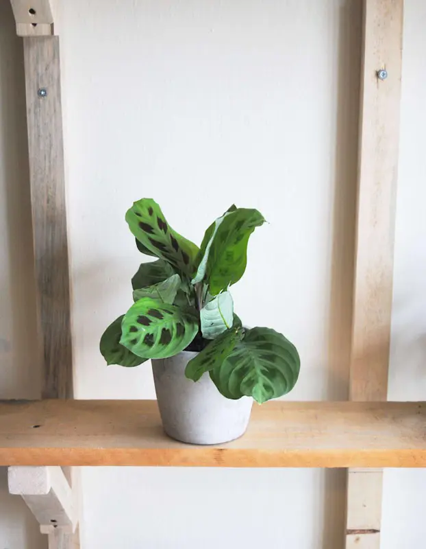 Maranta Kerchoveana