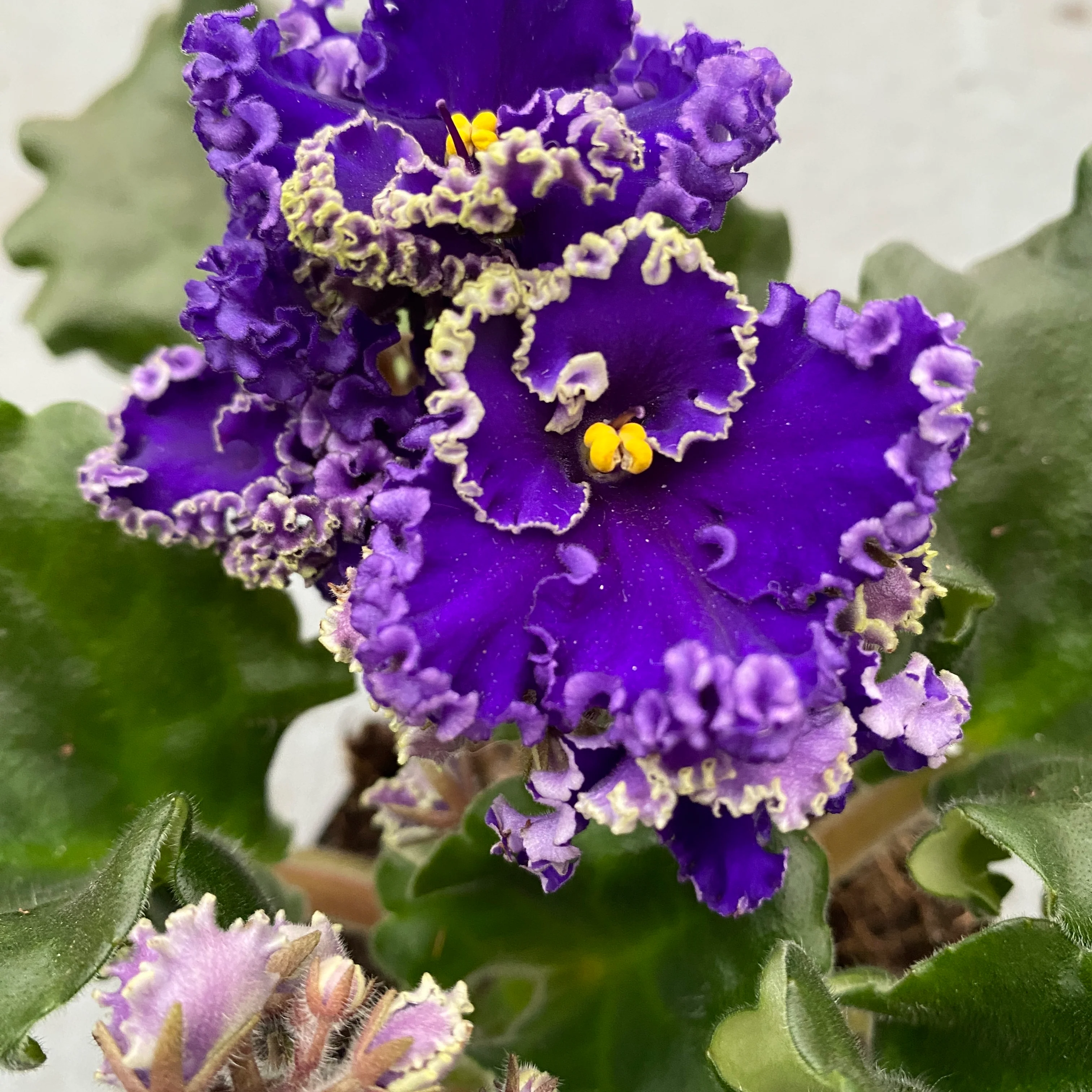 Saintpaulia CURLY MIX