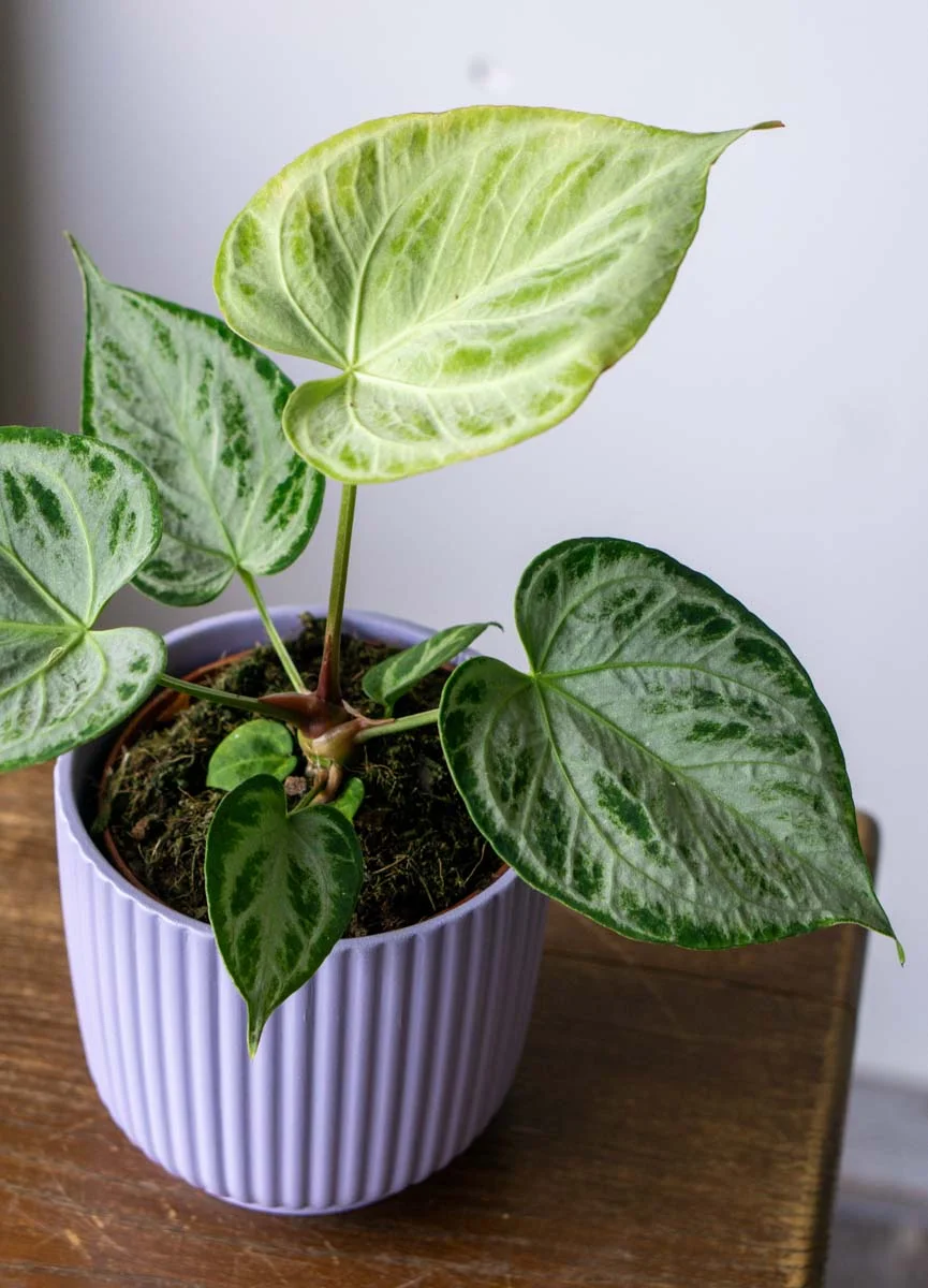 Anthurium Silver Blush 