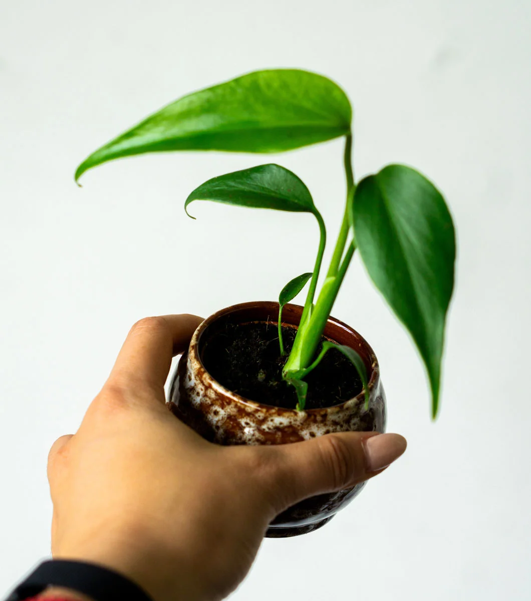 🔥 Baby Monstera Burle marx flame