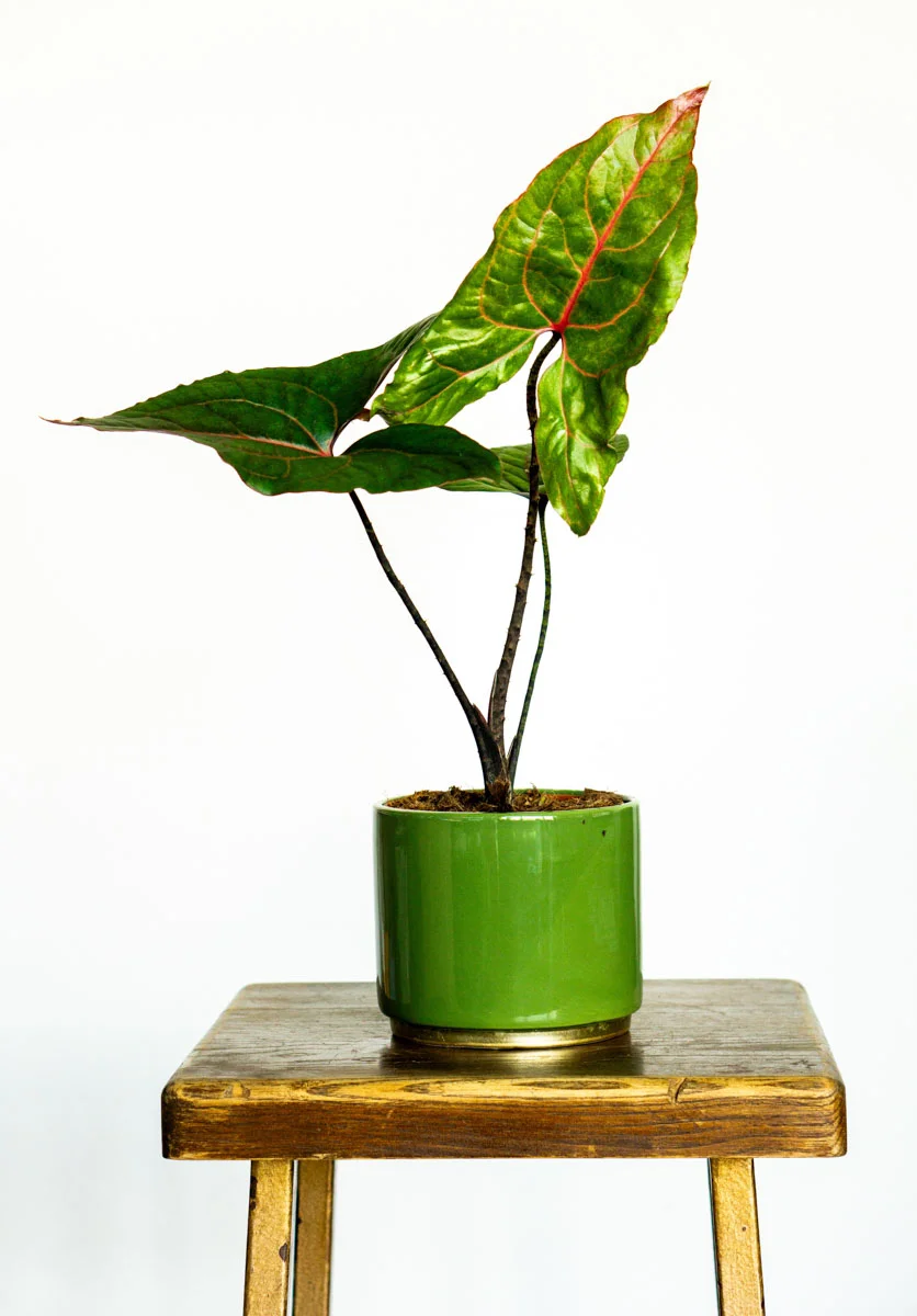 Alocasia Cyrtosperma Jhonstonii Black Jack (Zachráň ma)