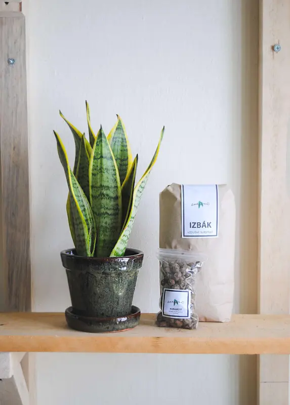 Set Sansevieria Laurentii  