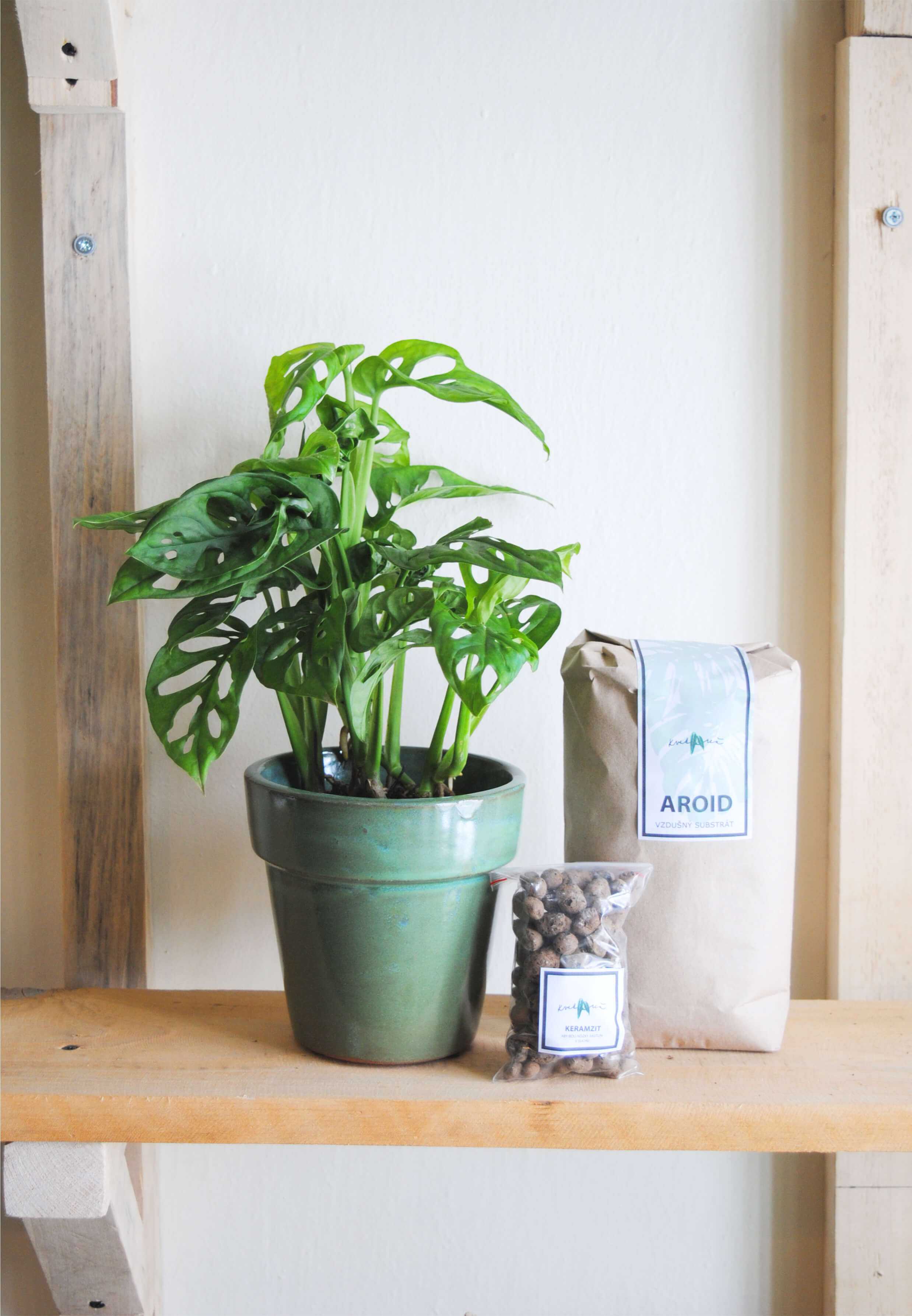 Set Monstera Adansonii s Aroidom