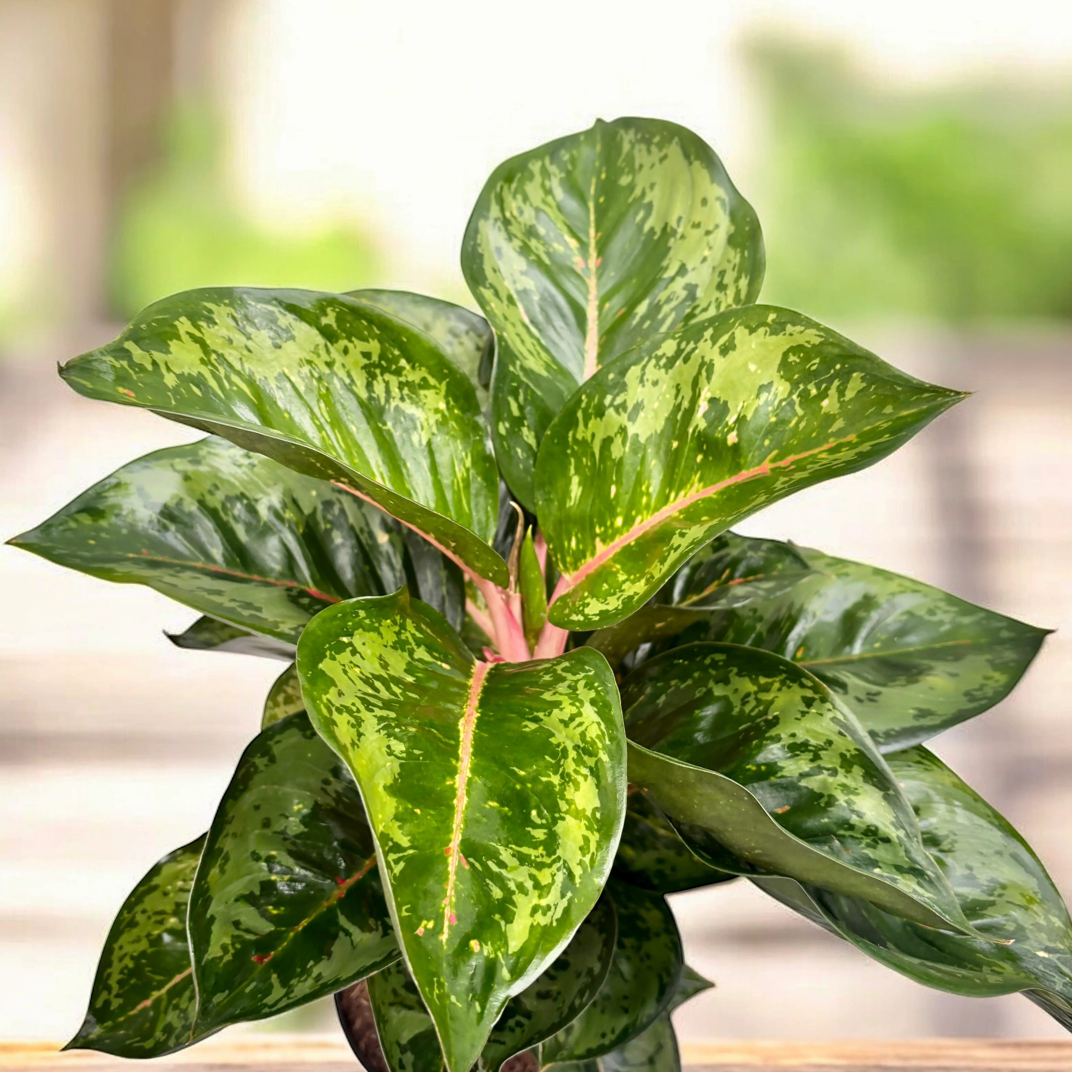 Aglaonema Camo Rubina