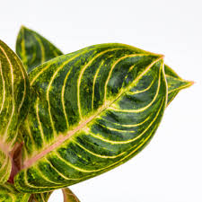 Aglaonema Tourmaline Gold