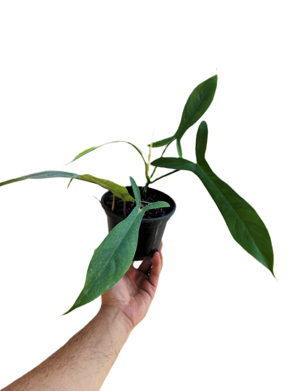 Baby Philodendron 69686