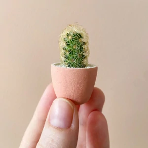 Mini Kaktus nad 55€
