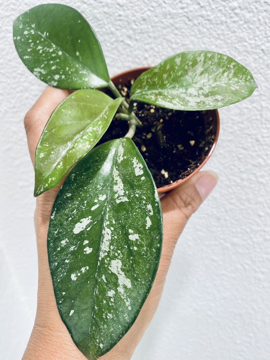 Baby Hoya Freckles (Carnosa Splash)