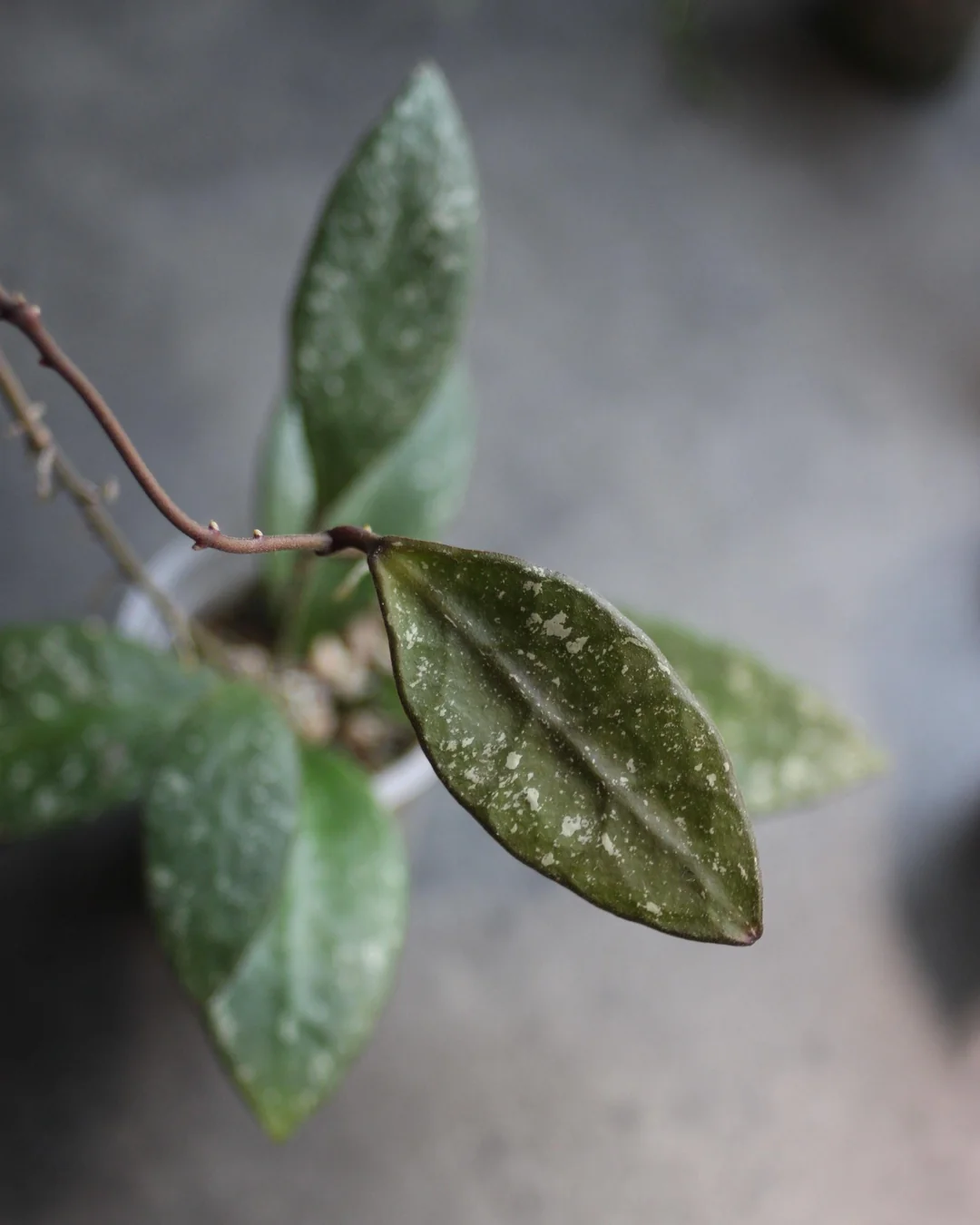 Baby Hoya Rundumensis Splash
