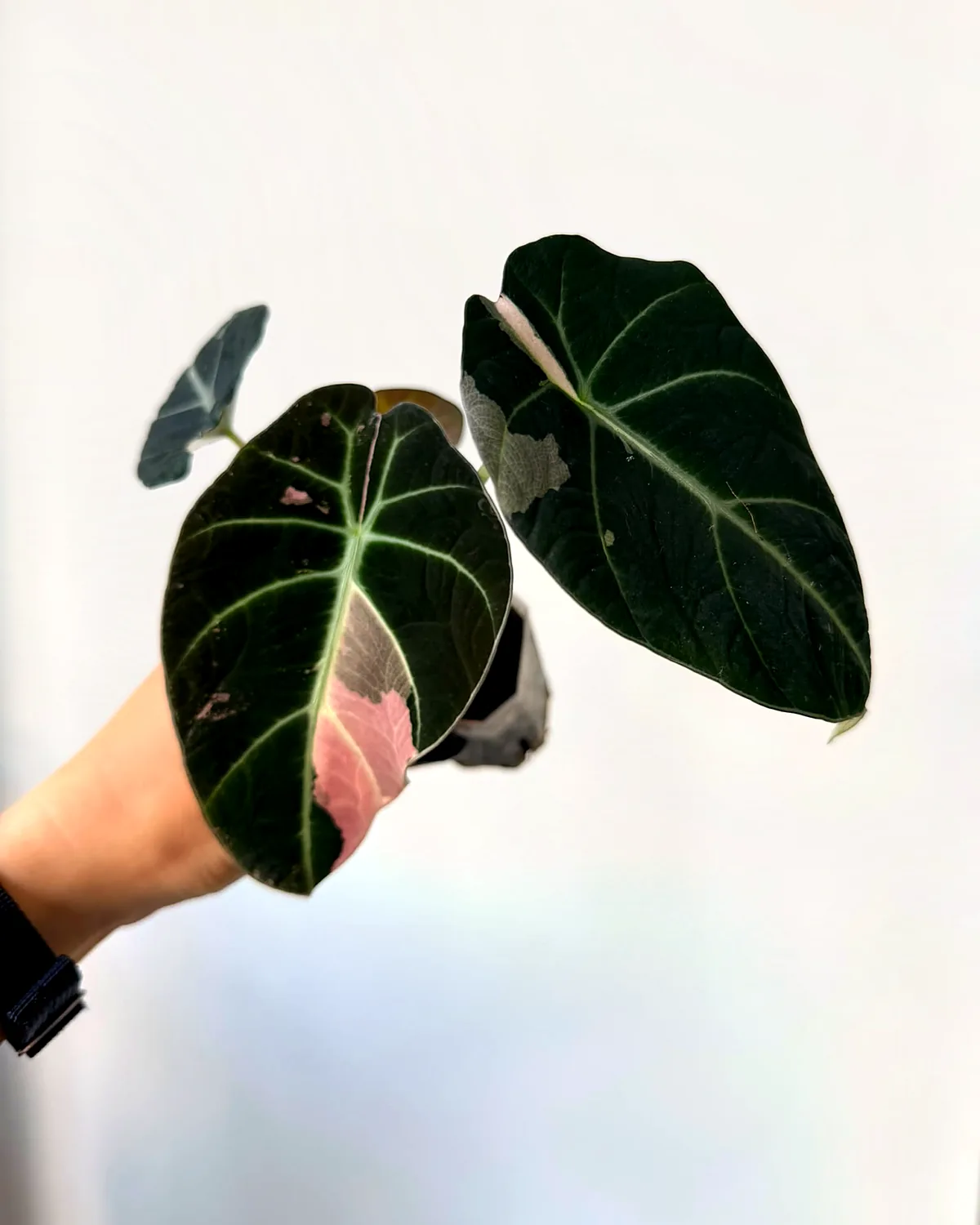 Baby Alocasia Black Velvet Pink varegata (Poňák)
