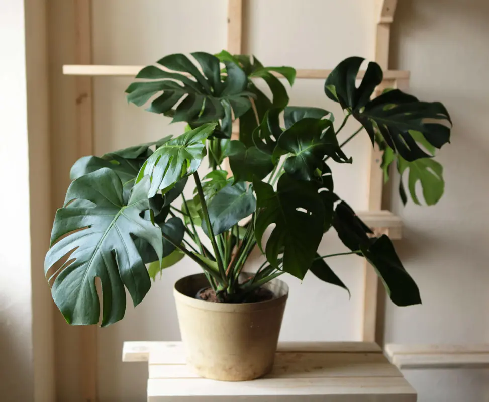Monstera Deliciosa pravá (Len osobne)