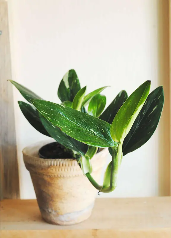 Monstera Standleyana Variegata