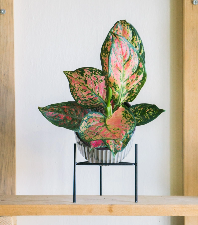 Aglaonema Anyamanee 