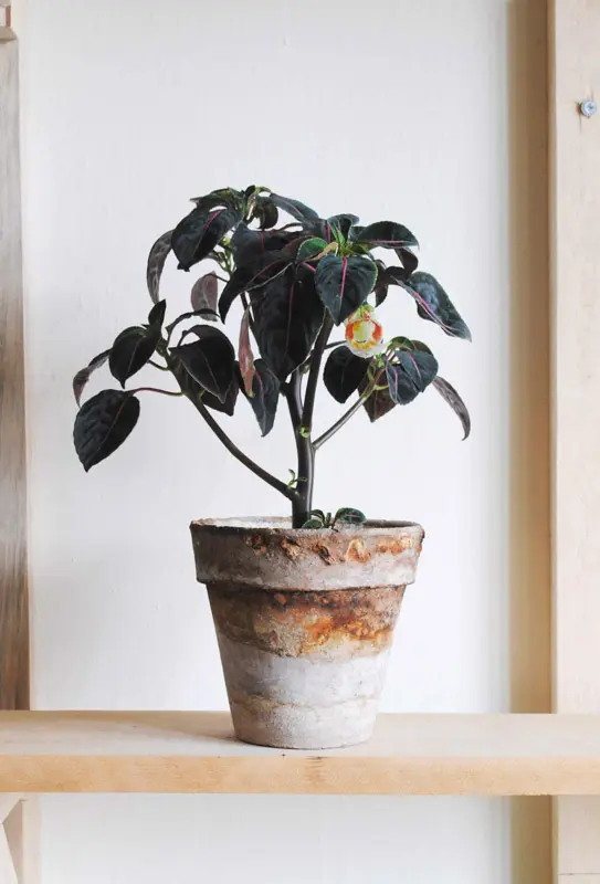 Impatiens Morsei Velvetea