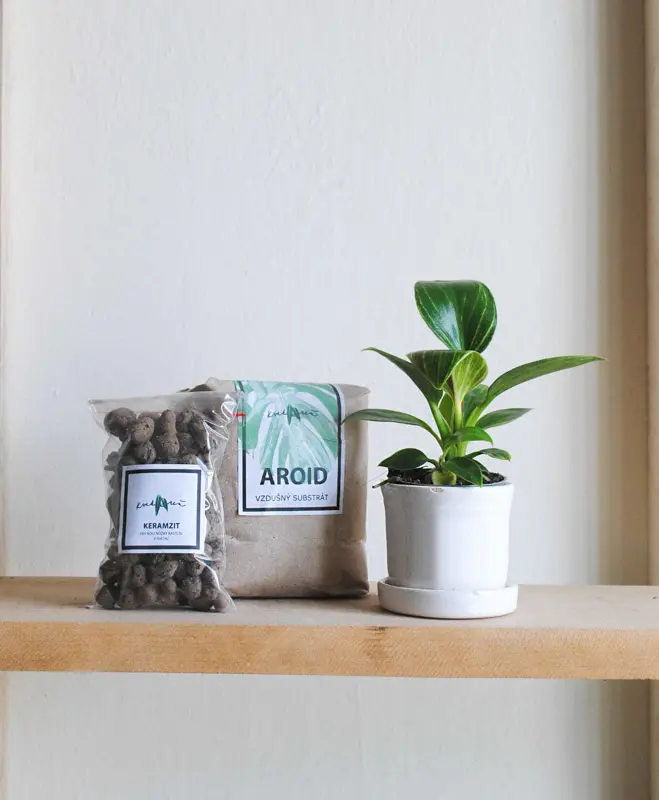 Set Baby Philodendron Birkin