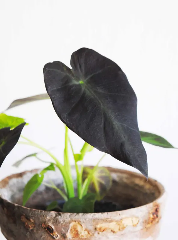 Colocasia Esculenta 'Black Magic'
