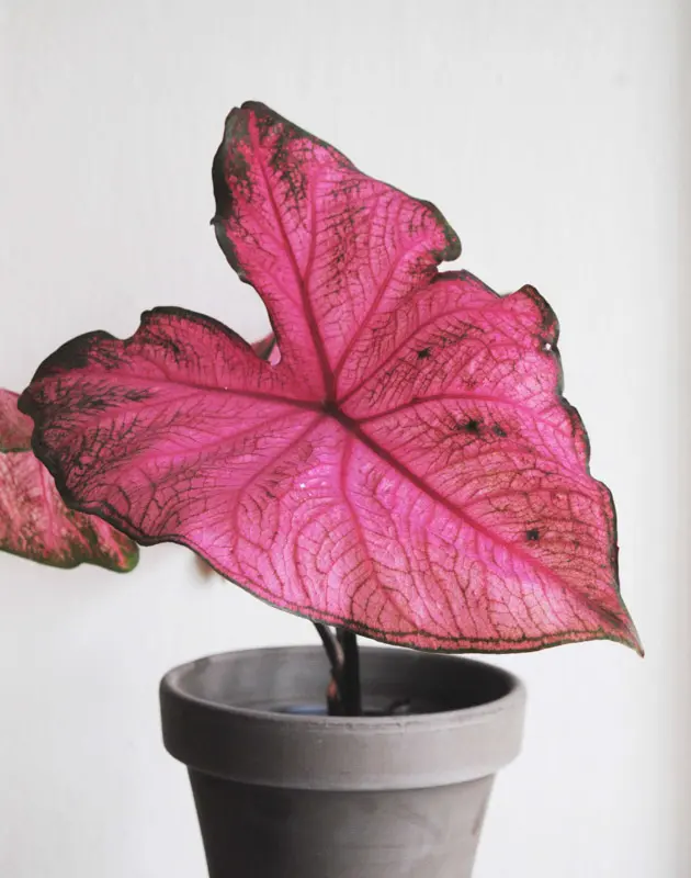 Caladium Fannie Munson