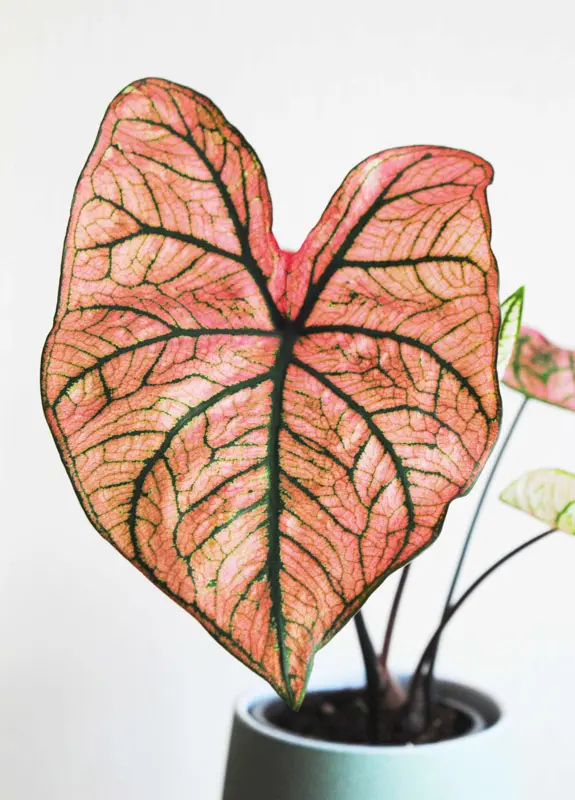 Caladium Spring Fling