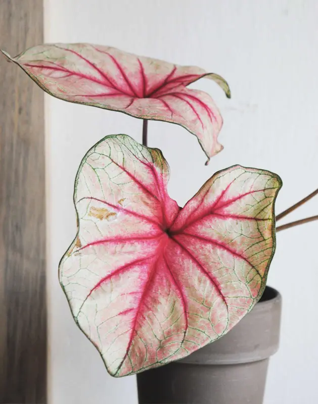 Caladium Peppermint 