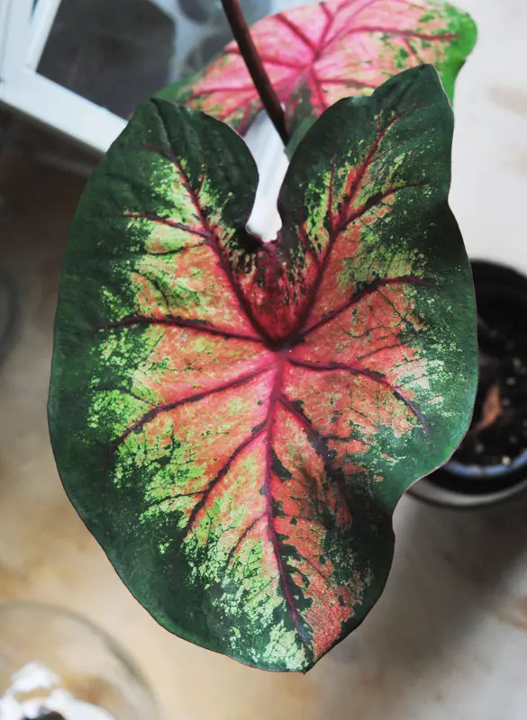 Caladium Apple Blossom