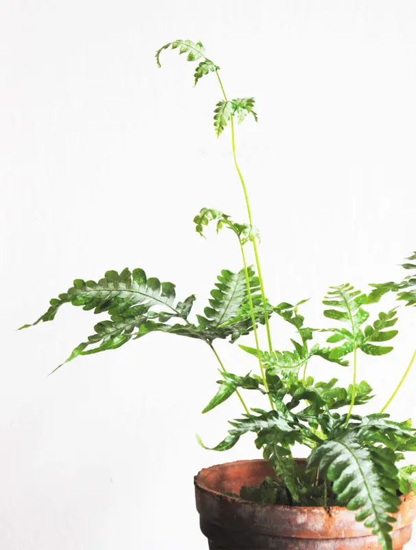 Pteris Cretica 