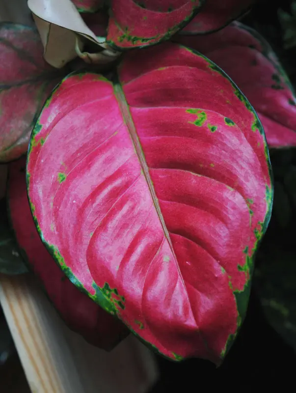 Aglaonema Commutatum "Pink Star" 