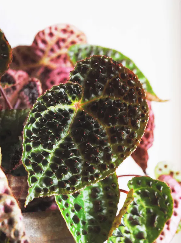 Begonia Ferox