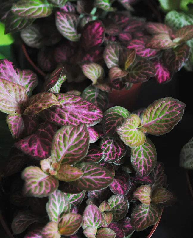 Fitónia "Pink Ruby Lime"