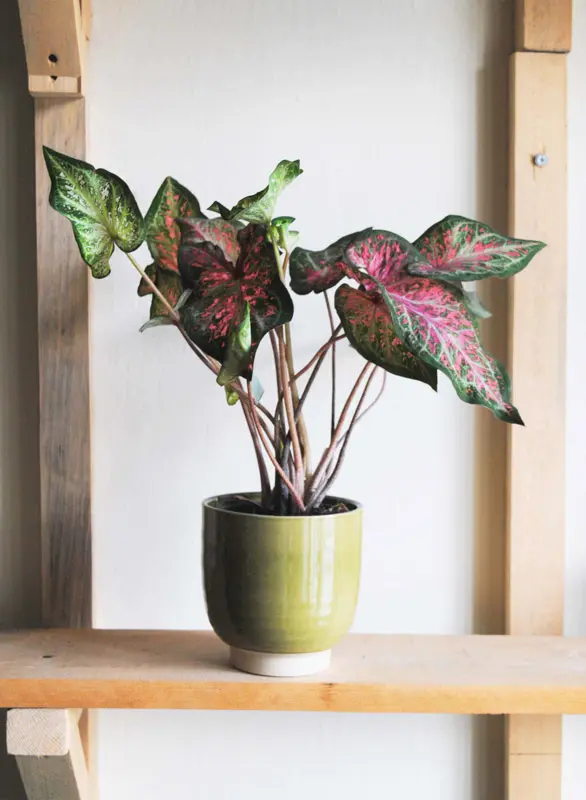 Caladium Candyland