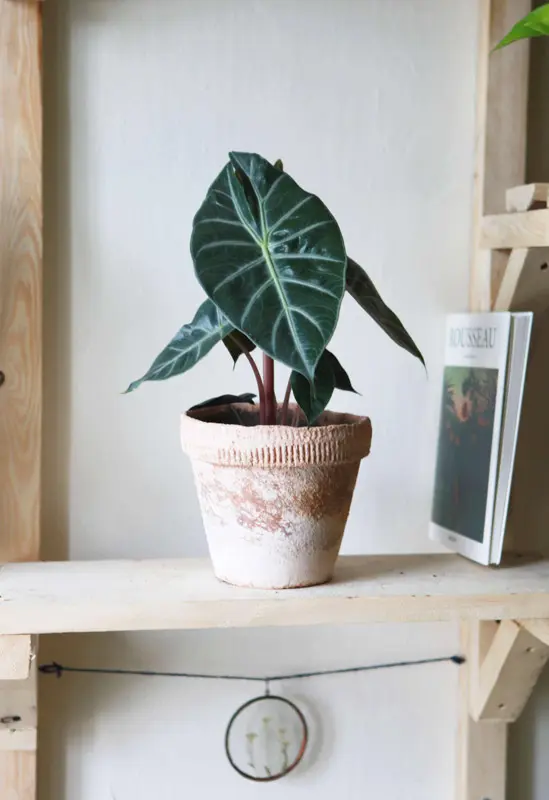 Alocasia Pink Dragon (zachráň ma)