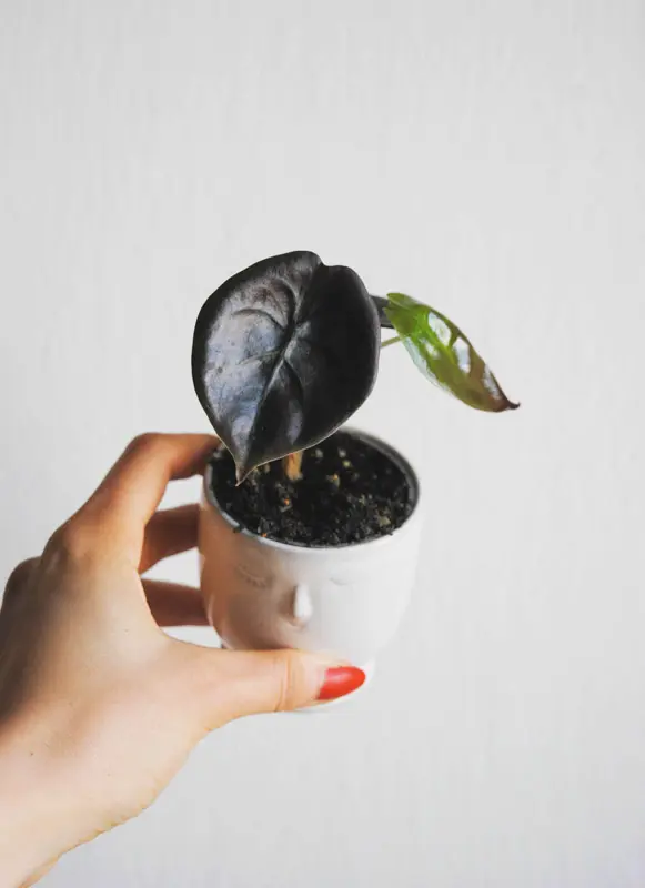 Baby Alocasia Cuprea "Red Secret" 