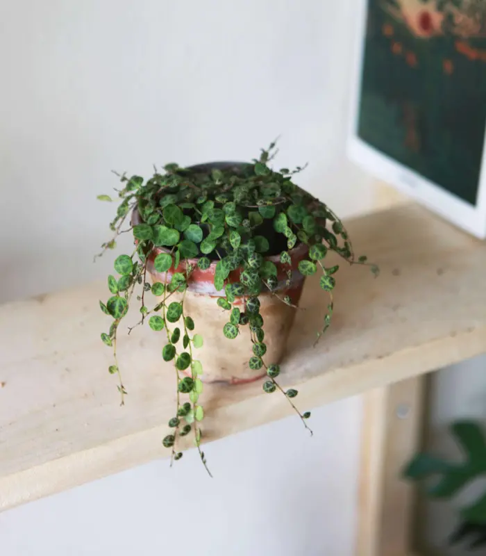 Peperomia Prostrata (Zachráň ma)
