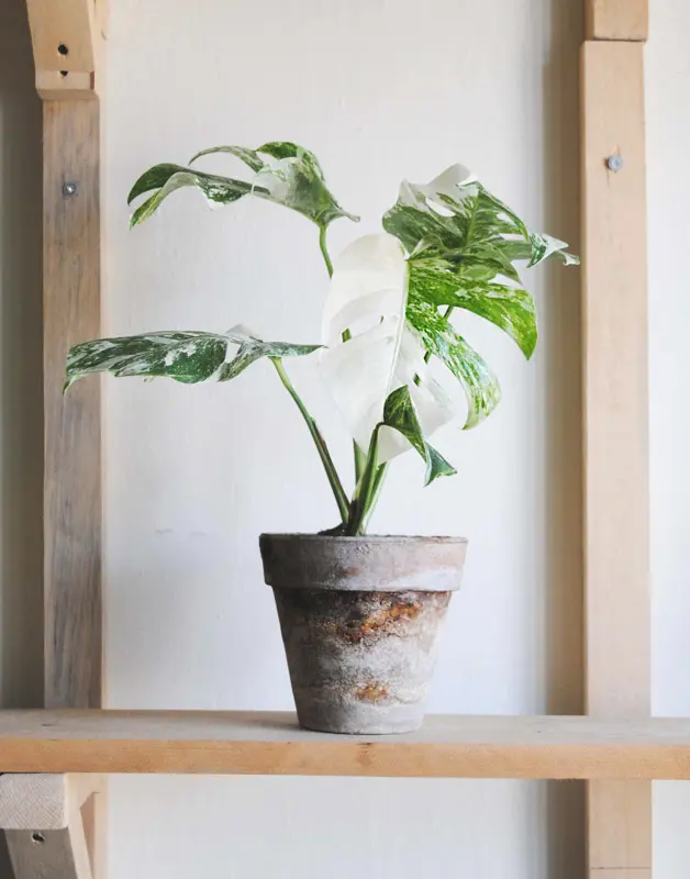 Monstera Deliciosa Albo Variegata - Panašovaná Monstera (náhodný kus)
