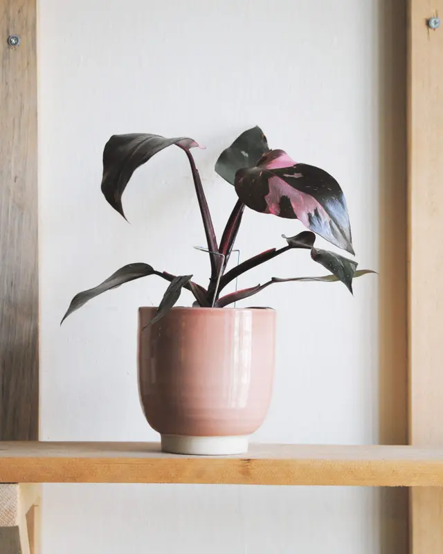 Philodendron Pink Princess