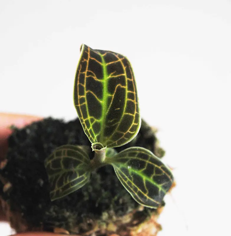 Macodes Sanderiana - Jewel Orchid