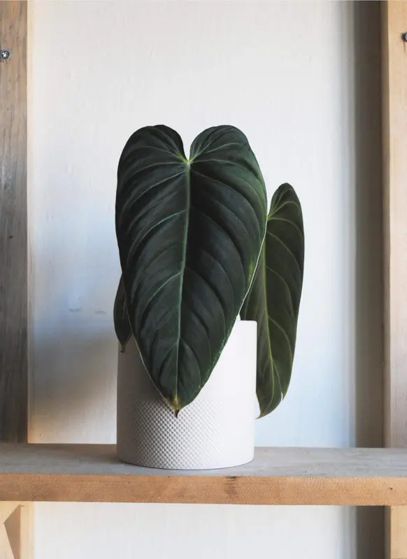 Philodendron Melanochrysum (prenádherné)
