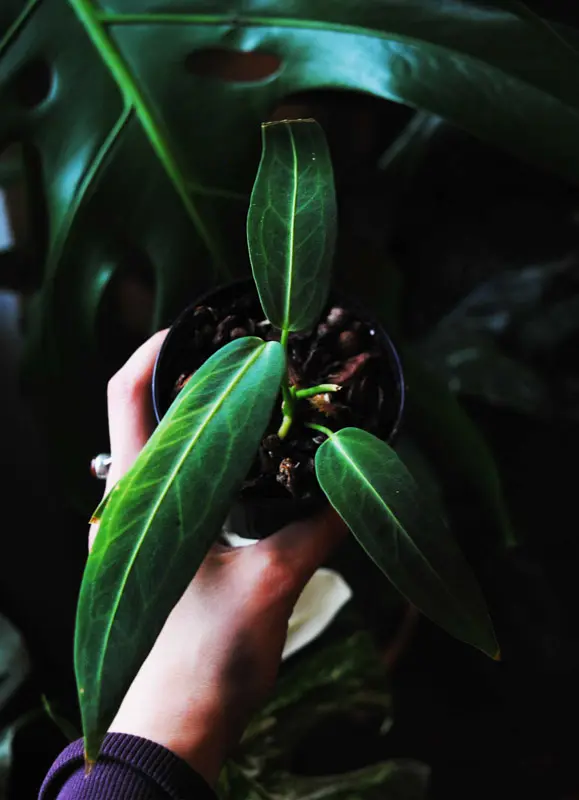 Baby QUEEN Anthurium Warocqueanum (seedling) (Zachráň ma)