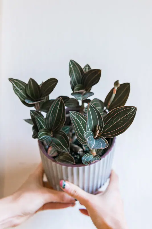 Ludisia Discolor- Jewel Orchid (menšia)