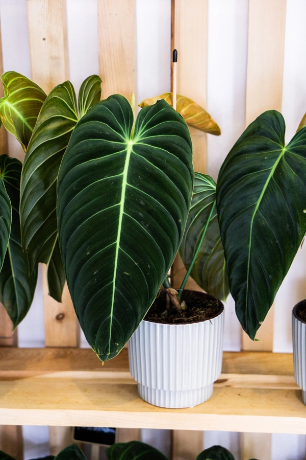 Philodendron Melanochrysum (prenádherné)