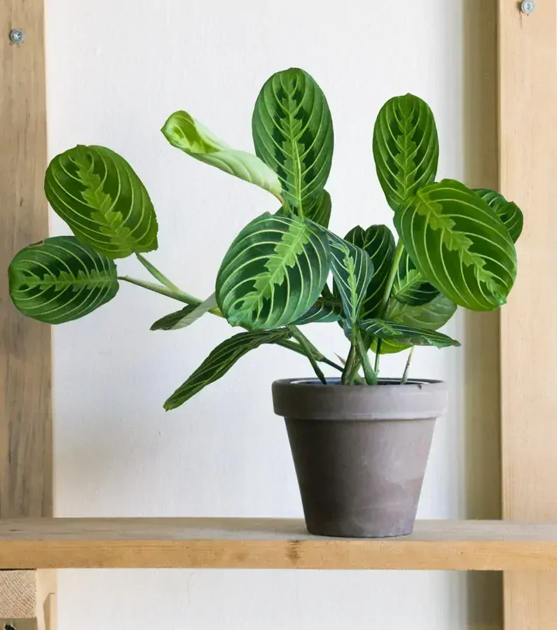 Maranta Lemon Lime