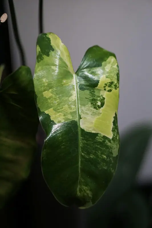 Philodendron Burle Marx variegata