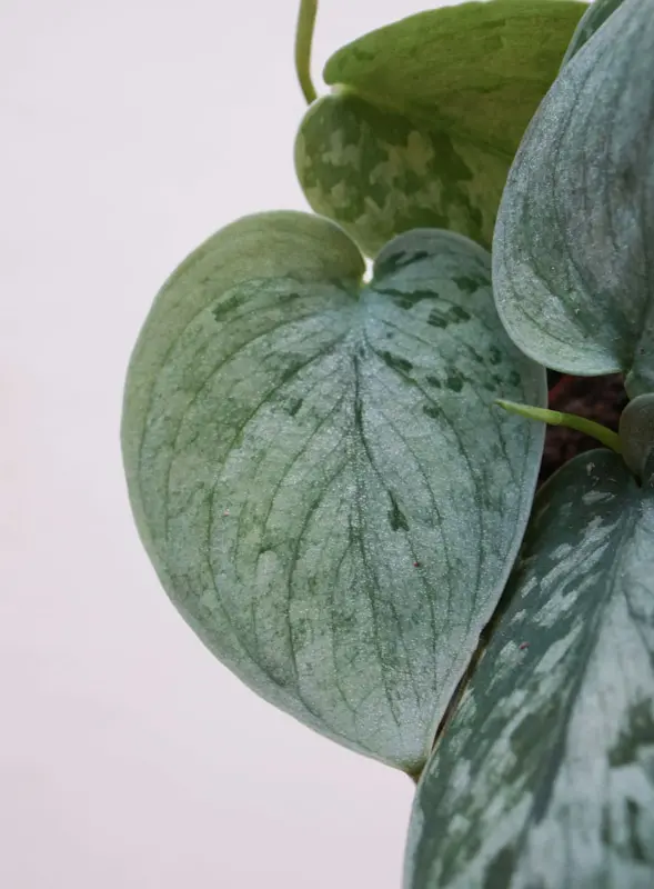 Scindapsus pictus Silvery Ann