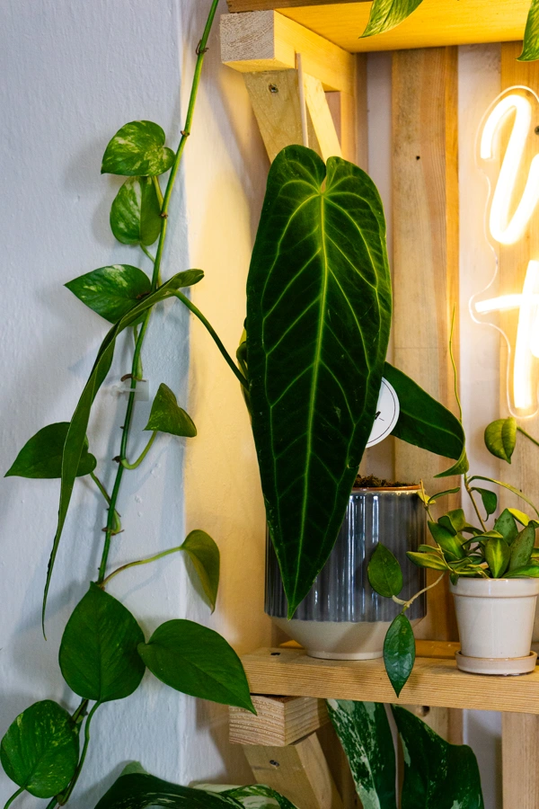QUEEN Anthurium Warocqueanum (mierne poškodenia)